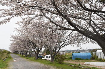 写真：相模川沿いに咲くサクラ1