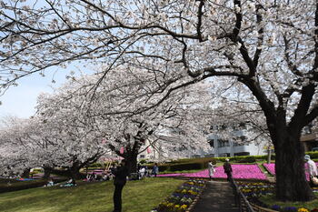 写真：かにが沢公園のサクラ3