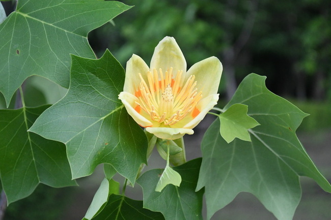 写真：芹沢公園に咲くユリノキの花