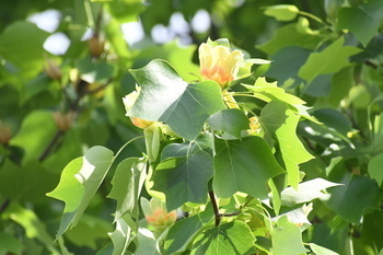 写真：市役所東側広場に咲くユリノキの花