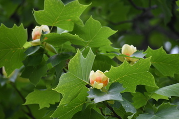 写真：かにが沢公園に咲くユリノキの花