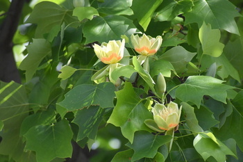 写真：芹沢公園に咲くユリノキの花