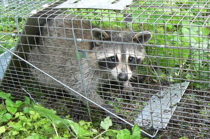 写真:捕獲されたアライグマ