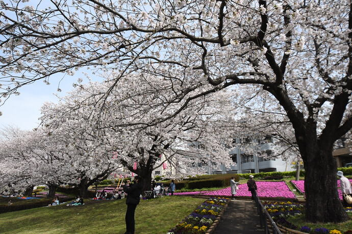 写真：かにが沢公園のさくら