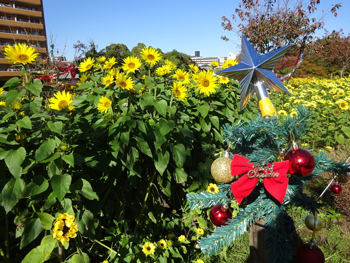 写真：令和6年度の冬のひまわり