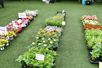 写真：販売されているポット苗