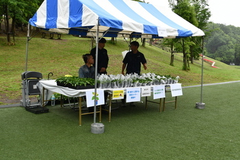 写真：ミニひまわりの苗を配布