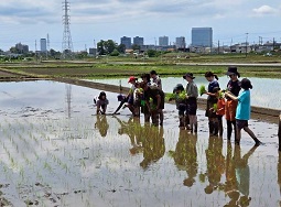 写真:田植えの様子