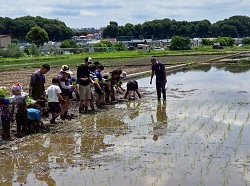 写真:田植えの様子