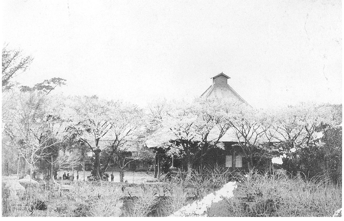 観音堂の桜