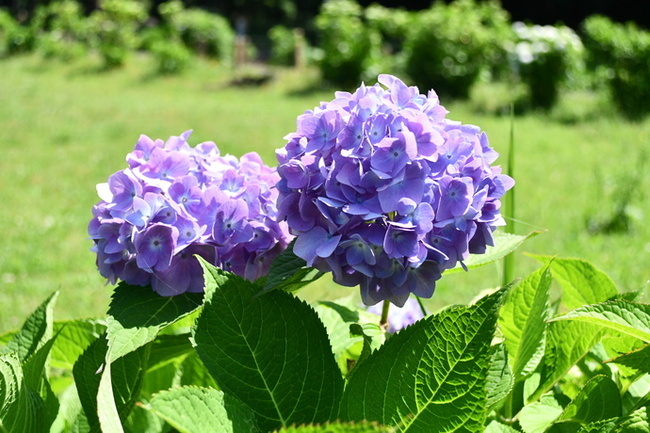 写真：花開いたアジサイ