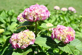 写真：芹沢公園のアジサイ1
