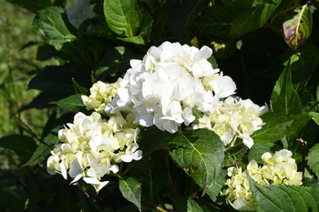 写真：芹沢公園のアジサイ2