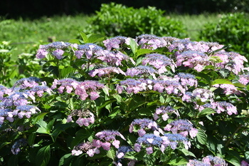 写真：芹沢公園のアジサイ3