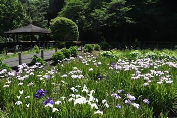 写真：芹沢公園のハナショウブ1