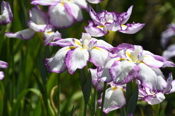 写真：芹沢公園のハナショウブ2