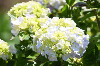 写真：芹沢公園のアジサイ4