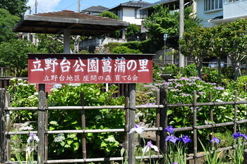 写真：立野台公園のハナショウブ2