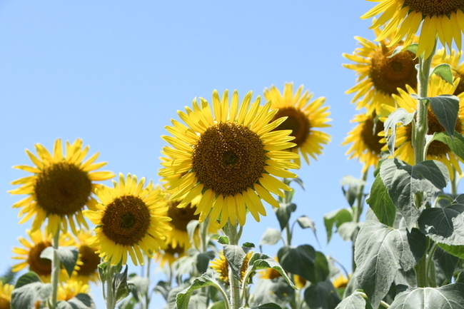 写真：芹沢公園のヒマワリ1