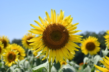 写真：芹沢公園のヒマワリ2