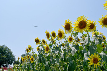 写真：芹沢公園のヒマワリ3