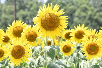 写真：芹沢公園のヒマワリ4