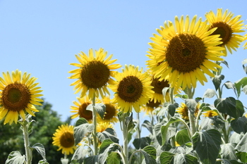写真：芹沢公園のヒマワリ5