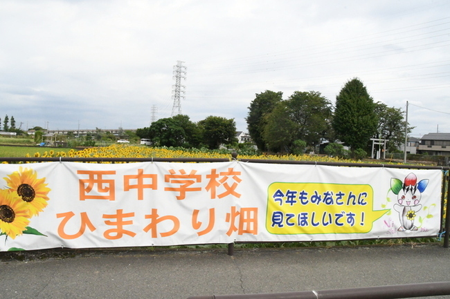 写真：西中学校で栽培しているヒマワリ畑
