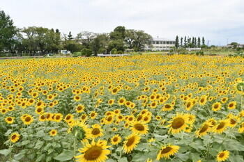 写真：ヒマワリ畑の様子1