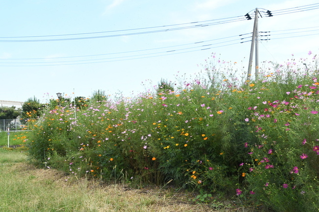 写真：芹沢公園に開花したコスモス1