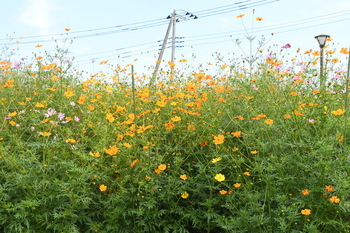 写真：芹沢公園に開花したコスモス2