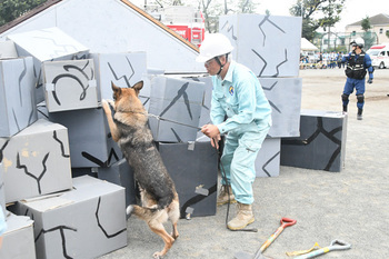 写真：捜索する救助犬