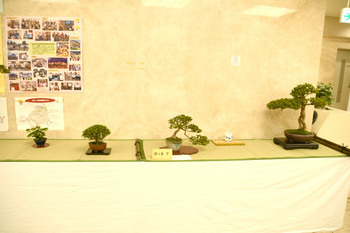 写真：さつき盆栽展の様子2