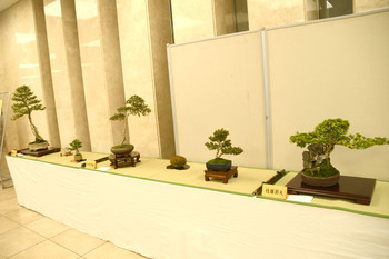 写真：さつき盆栽展の様子4