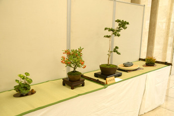 写真：さつき盆栽展の様子5