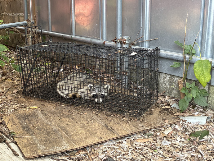 写真：市内で捕獲されたアライグマ