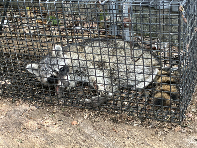 写真：市内で捕獲されたアライグマ2