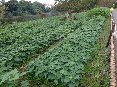 写真：かにが沢公園