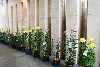 写真：菊花展5