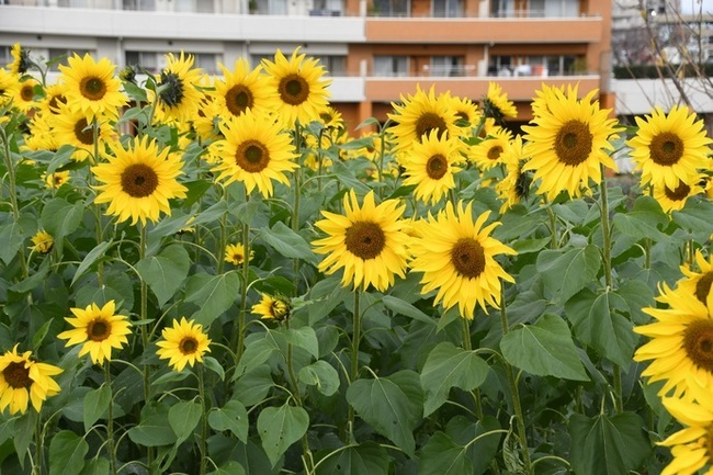 写真：かにが沢公園のヒマワリの様子1