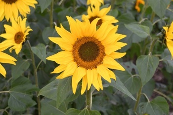 写真：かにが沢公園のヒマワリの様子2