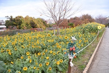写真：かにが沢公園のヒマワリの様子3