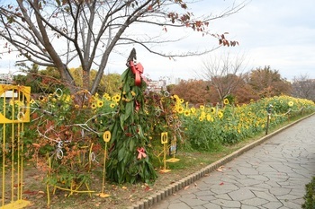 写真：かにが沢公園のヒマワリの様子4