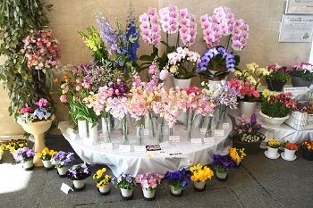 写真：シクラメンやパンジーなどたくさんの花が展示されている様子