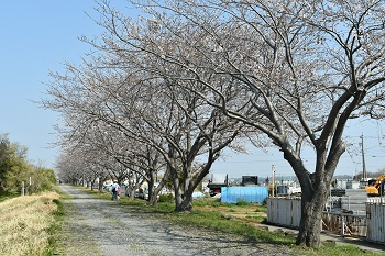写真:相模川沿いに咲くサクラ(引き)