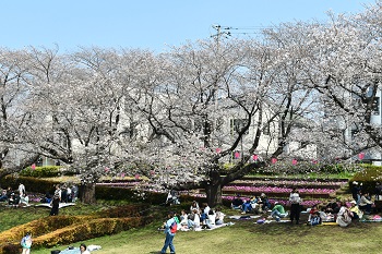 写真:かにが沢公園のサクラとその下でサクラを鑑賞する市民