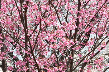 写真:かにが沢公園の赤色のサクラ