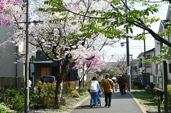 写真:相模が丘仲よし小道のサクラ(引き)