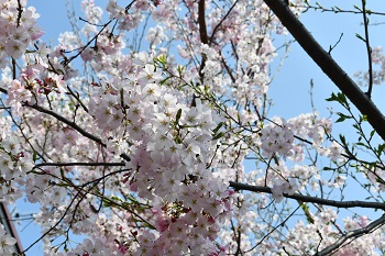 写真:相模が丘仲よし小道のサクラ(アップ)