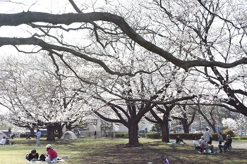 写真:芹沢公園のサクラ(引き)